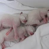 Complete nest - 1 dag oud